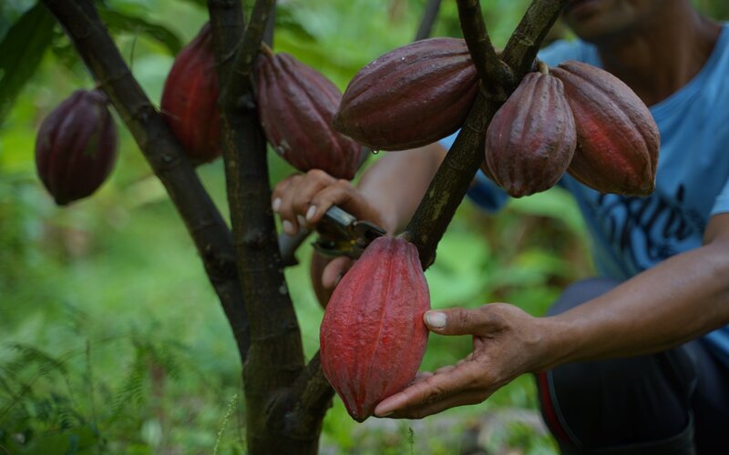 Tembus USD 1 Miliar Industri Pengelolaan Kakao Indonesia Makin Tokcer