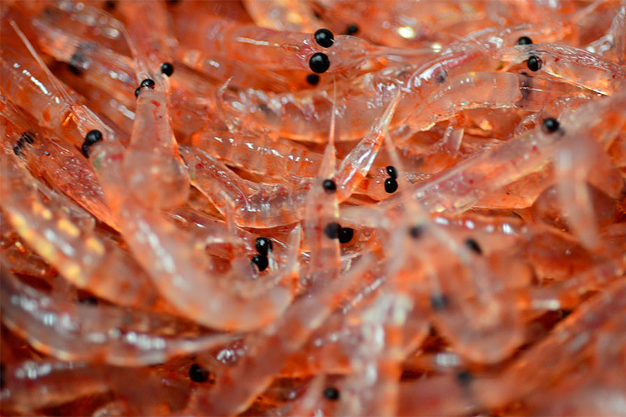 Antartic Krill, Udang Kecil dari Perairan Antartika yang Memiliki Segudang Manfaat Kesehatan