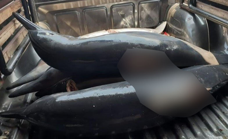 Bunuh Lumba-lumba dan Jual Secara Ilegal, Seorang Nelayan Ditangkap Polisi
