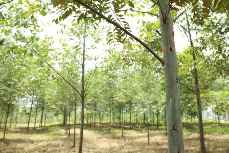 Hutan Kota (foto : istimewa) | jakartainsight.com